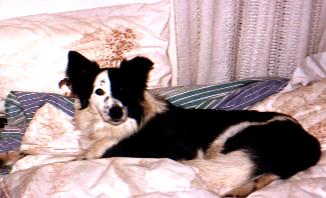 Patch