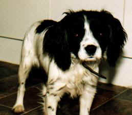 Shelley
