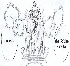 39 (Pegasus in Neherenia's cage; my scan)