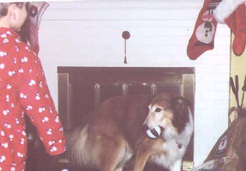 Christmas means I do the "Welcome Tree" ceremony. I thought that meant I could pee under it, but those humans said NO!