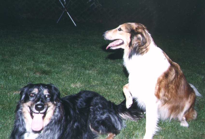 Dogs know all the best games