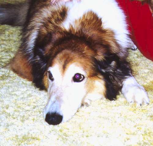 Dearest Maxie...always faithful.&nbsp;&nbsp; Miss you and love with all my heart.