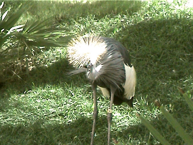 Bird