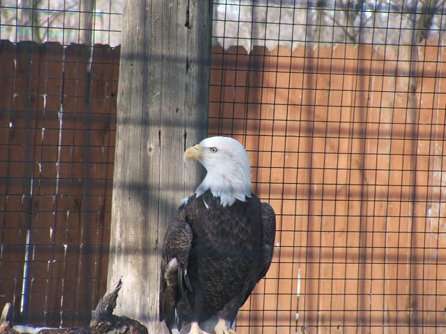 Eagle