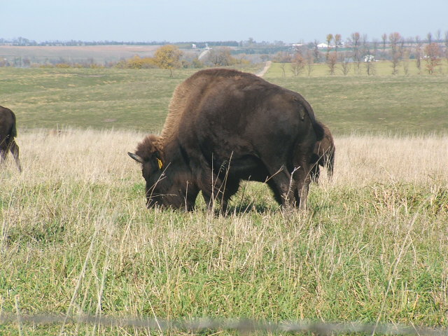 Buffalo