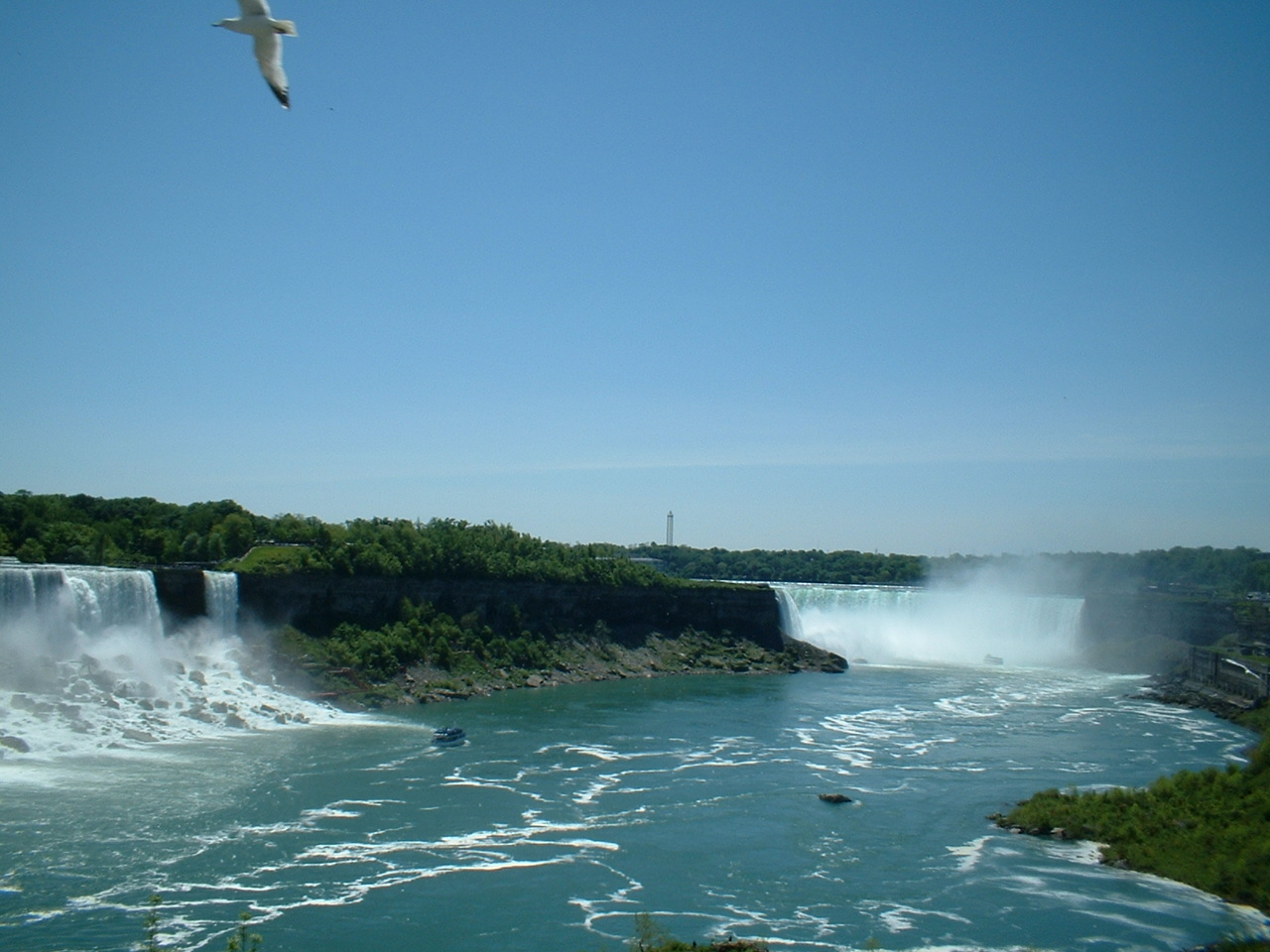 birds and falls