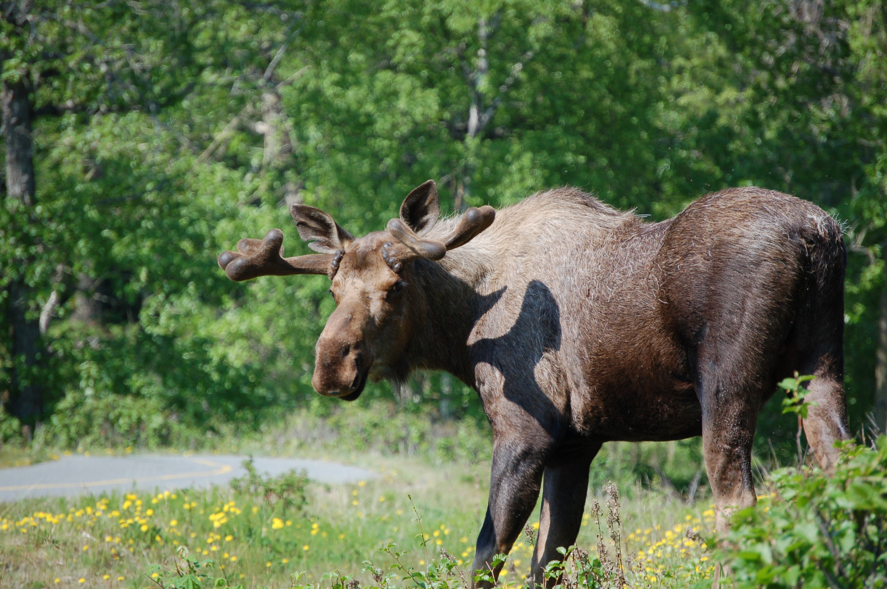 Moose crossing