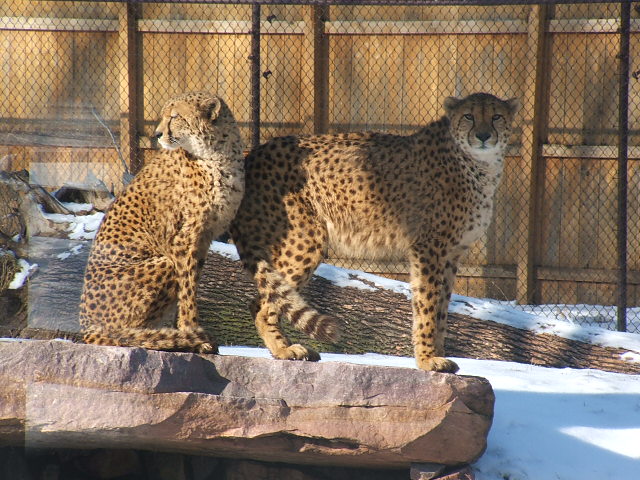 Cheetahs