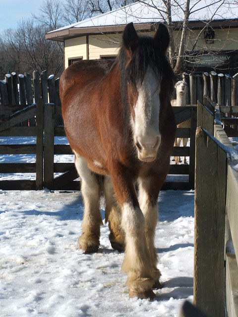 Clydesdale