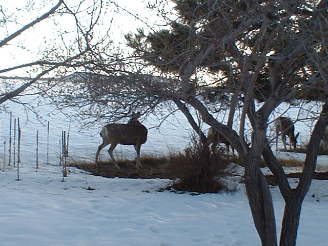 Deer