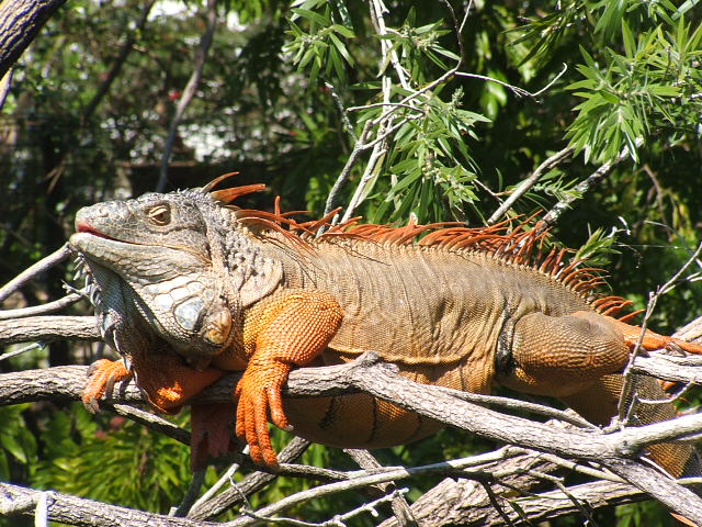 Lizard