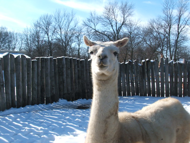llama