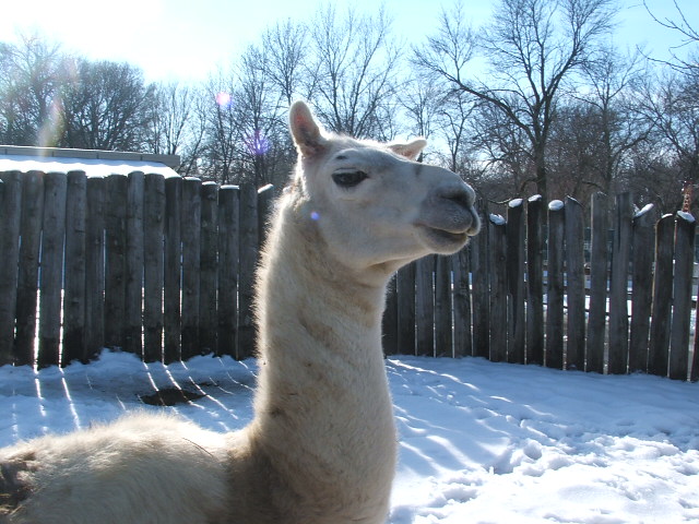 Llama