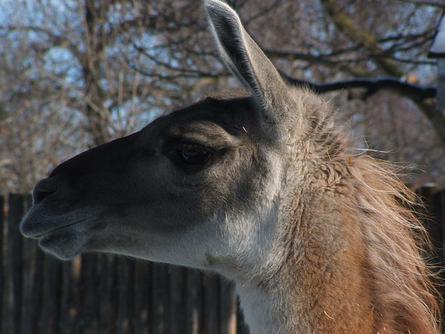 Llama