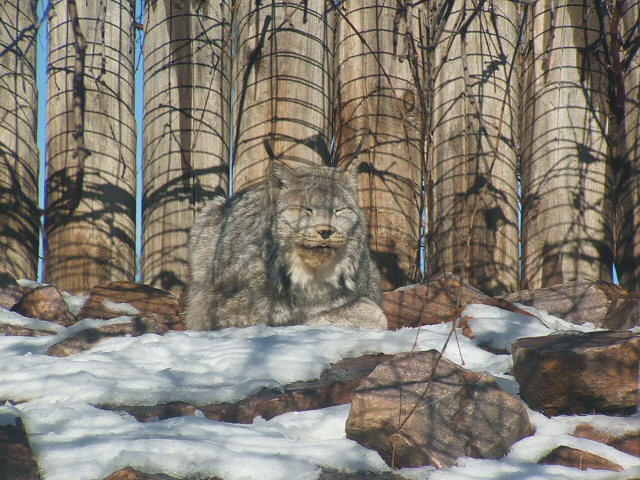 Lynx