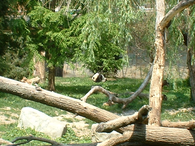 panda