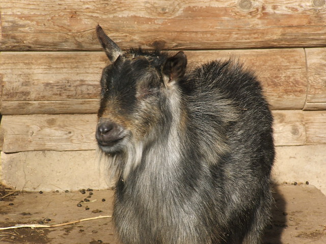 Pygmy Goat