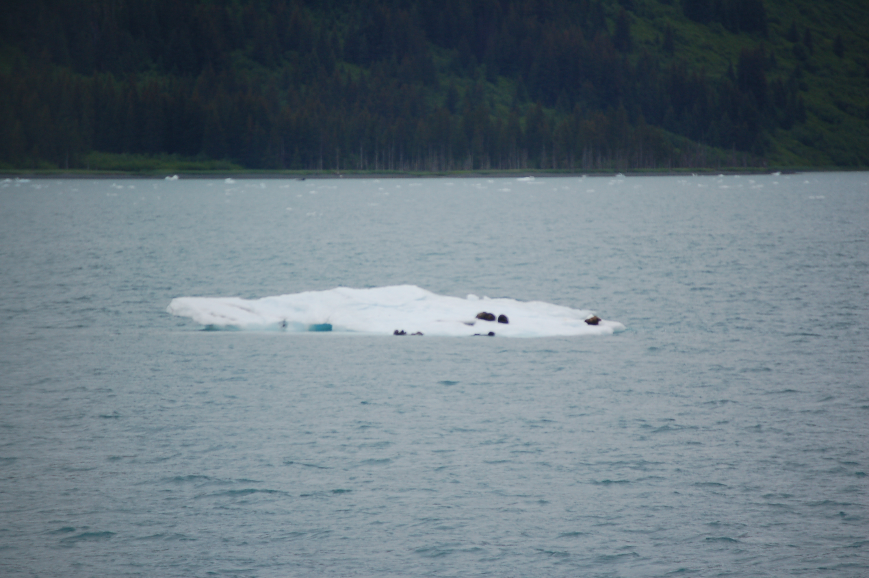 seal iceberg