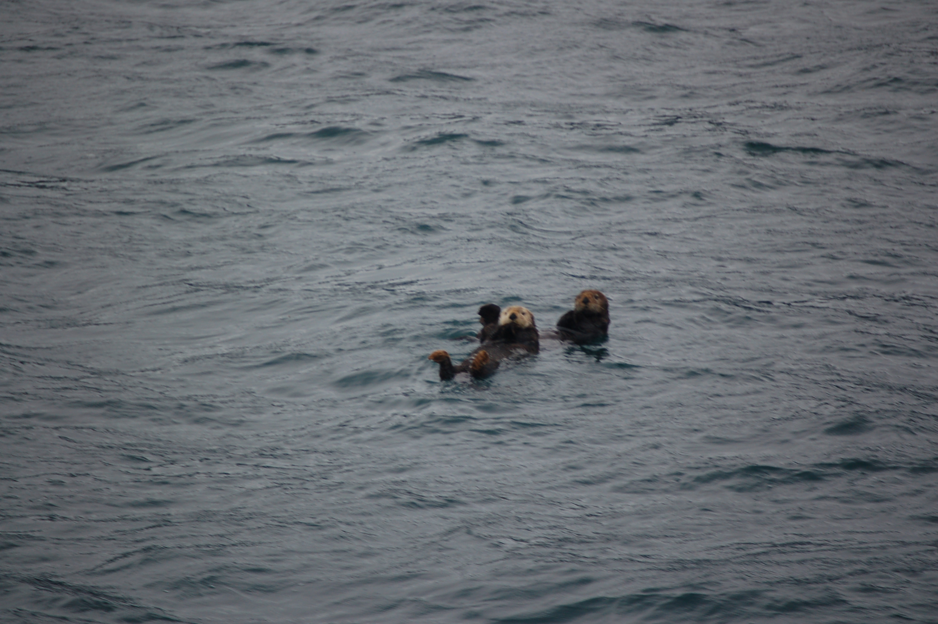 otters