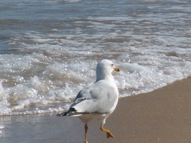 Seagull