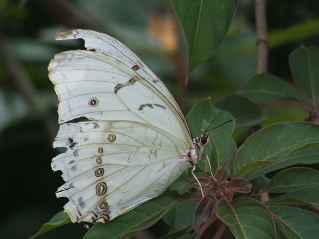 paperwhite