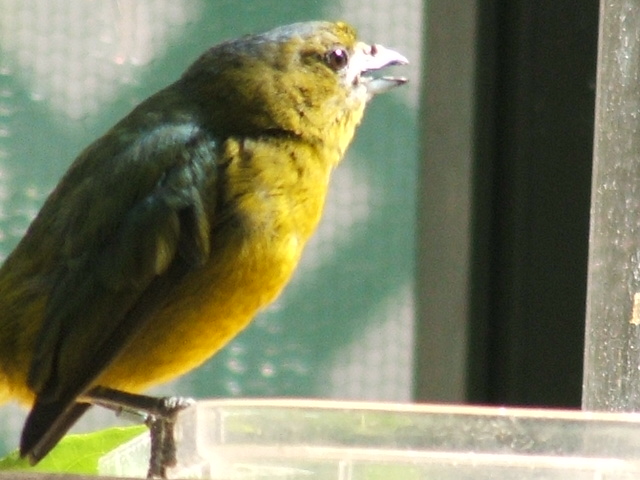 Birdie