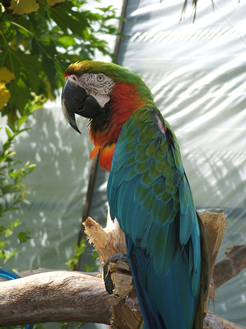 Macaw