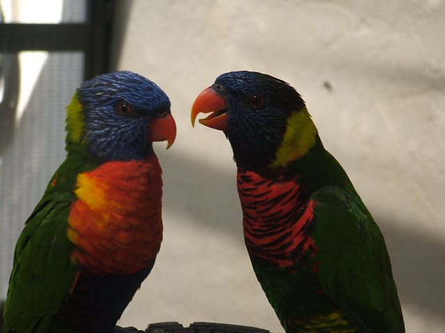 Birds