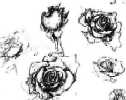 Rose Study