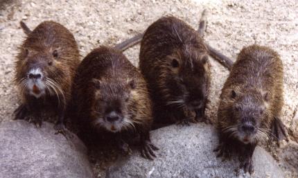 The cute muskrats with the pink teeth!