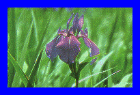 Iris, fleur du Japon