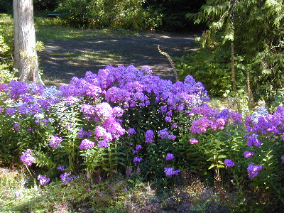 flowers outside the house