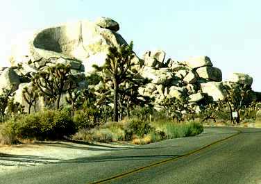 Joshua tree park