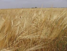 wheat fields