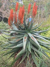 flowering aloe