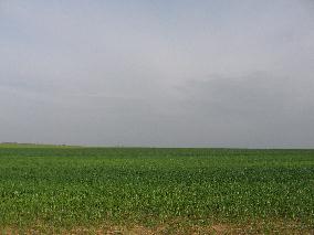 fields