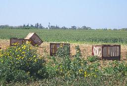 harvest