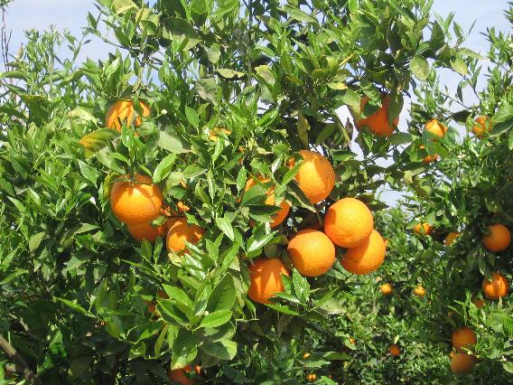 Orange grove