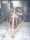 longarina2