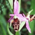 anima.gif (54855 bytes)
