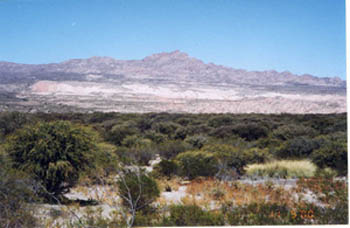 bosque.jpg (24592 bytes)