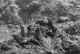 lobo_par.jpg (45868 bytes)