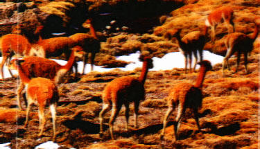 vicunas1.jpg (41774 bytes)