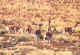 vicuna.jpg (21754 bytes)