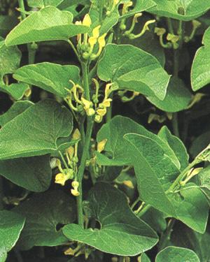 Aristolochia clematitis