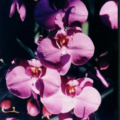 orchids.JPG (27658 bytes)
