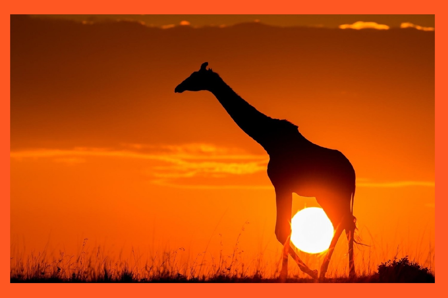 img Girafa