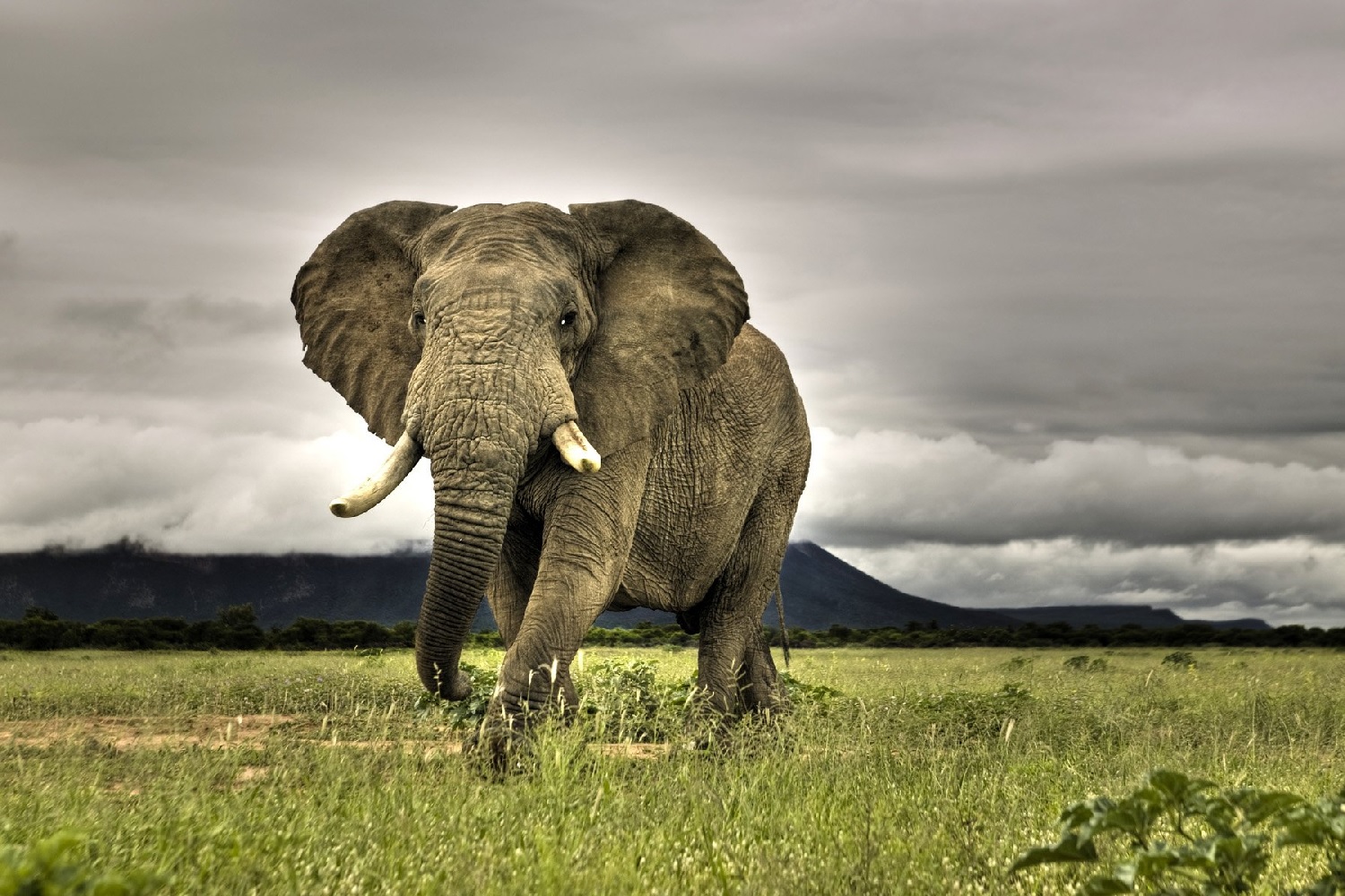 img Elefante