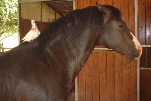 Il piccione Pippo a cavallo del suo amico Chisum