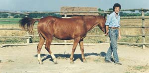 Il cavallo prende confidenza con il capobranco umano al centro del tondino